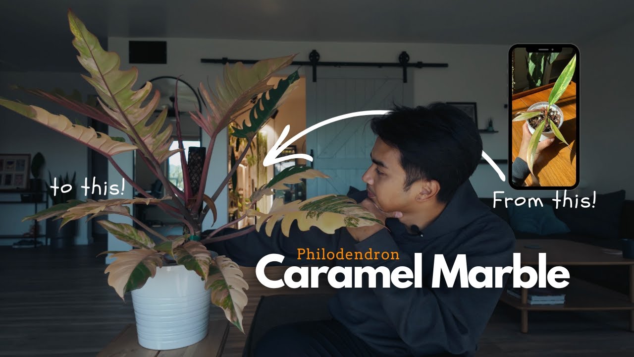 My Caramel Marble Journey: Yes, It’s Tissue Culture!