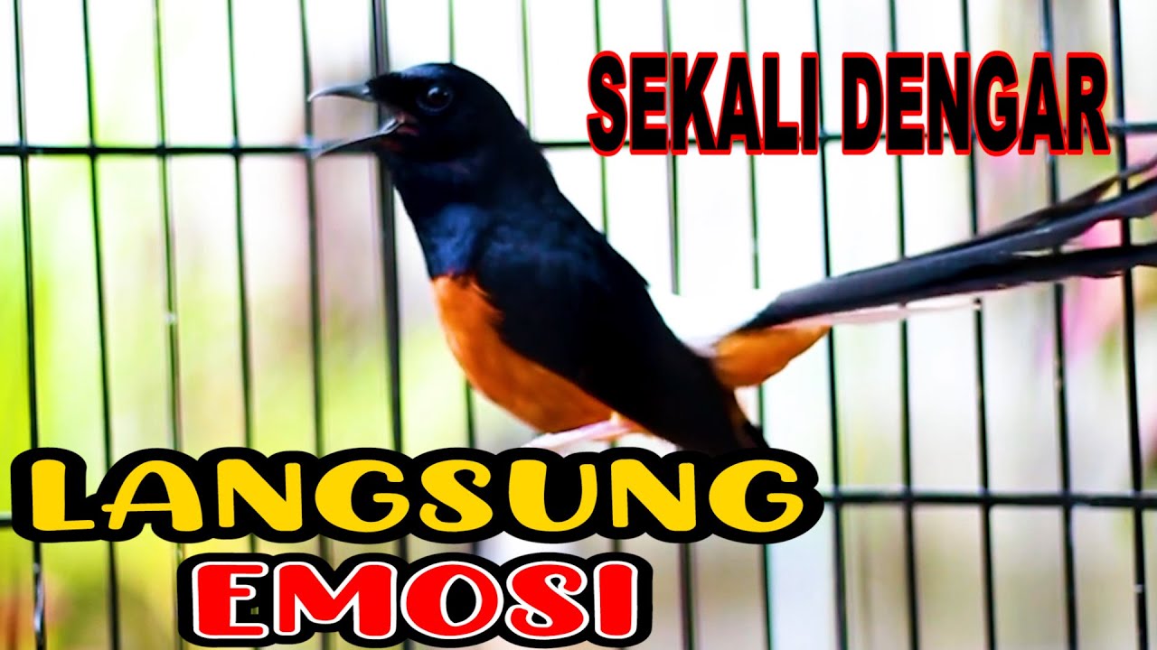 NGAK SAMPAI 3 MENIT MURAI BATU DIAM LANGSUNG RESPON DENGAN PANCINGAN MURAI BATU GACOR INI