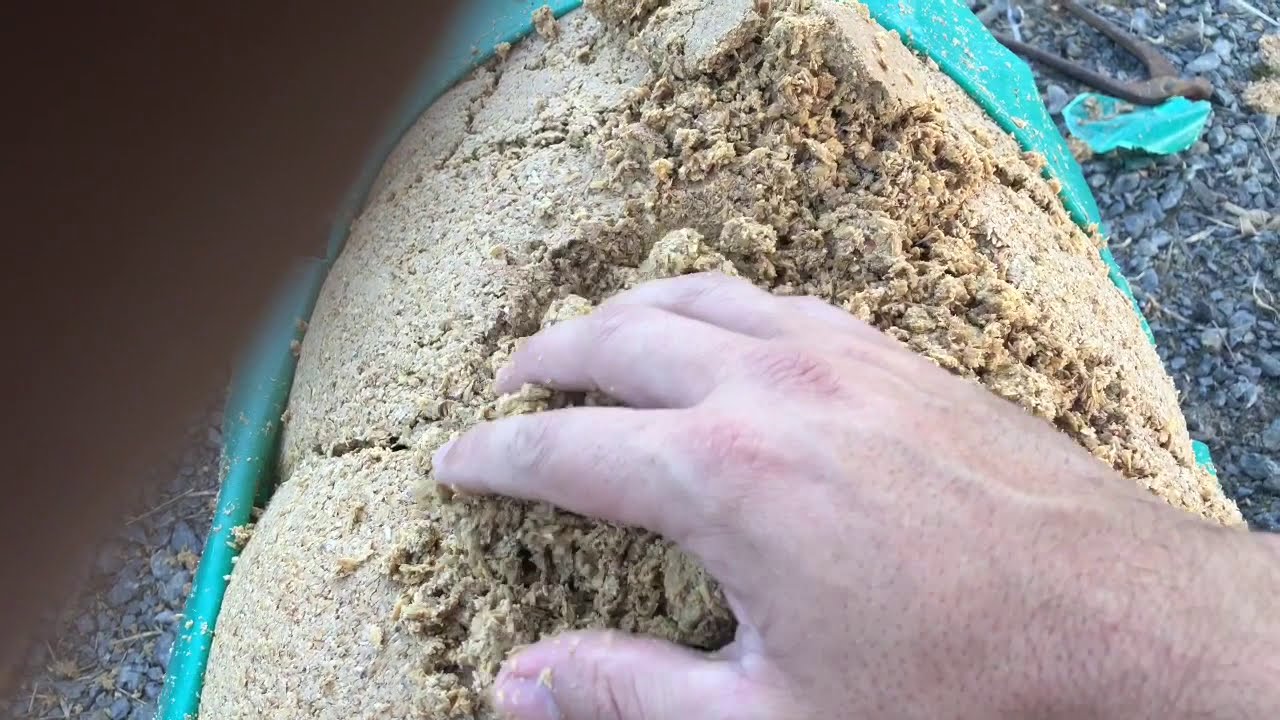 Cevada ensacada 45 dias