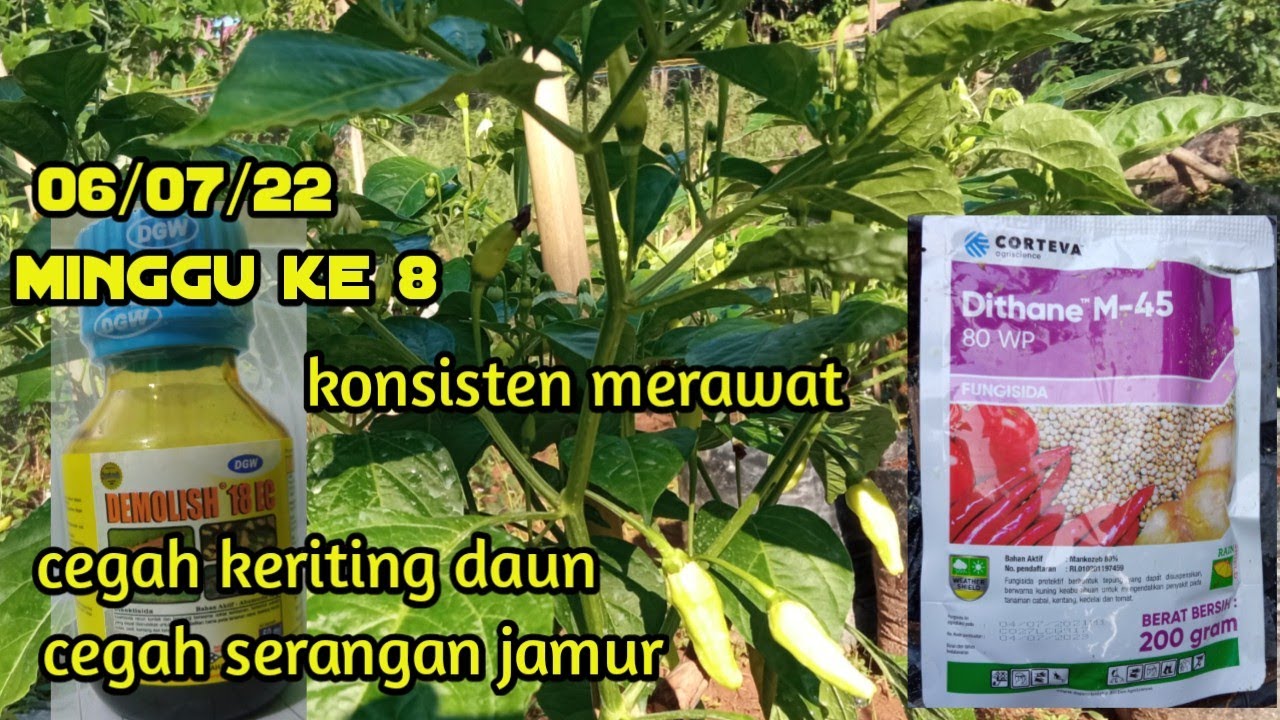 perawatan setelah tanam || insektisida demolish || fungisida dithane || cabe rawit || minggu ke 8