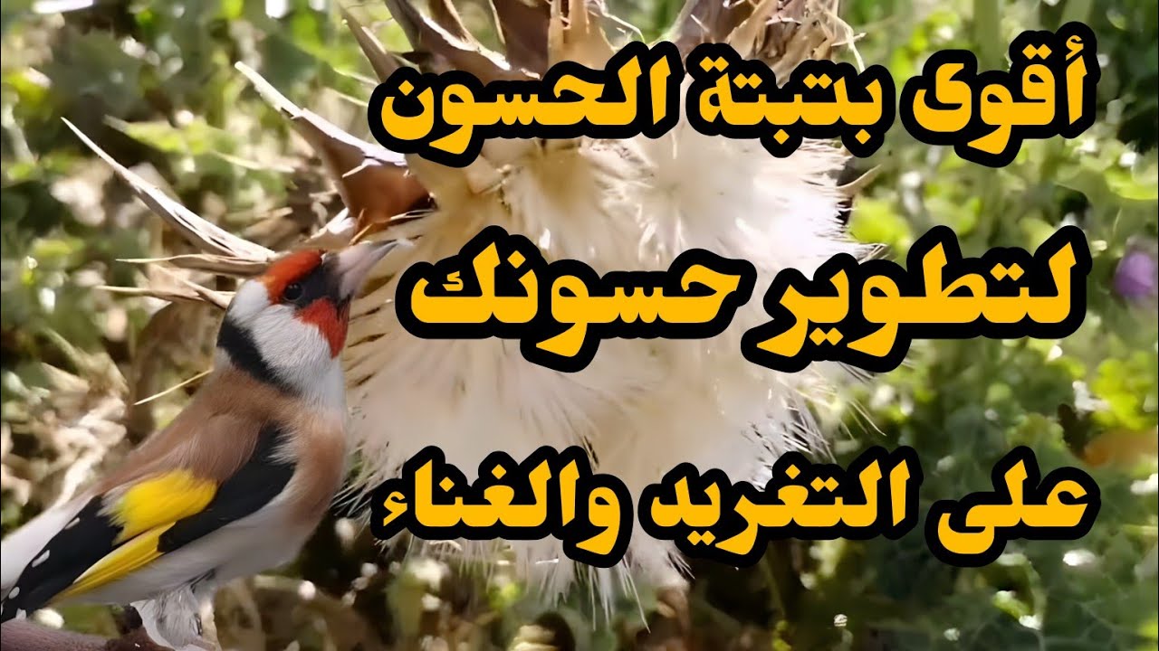 أقوى بتبتة الحسون تحفيزية لتطوير حسونك على التغريد والغناء بتبتة وستستات محفيزة وقوية تحفيز في ثواني