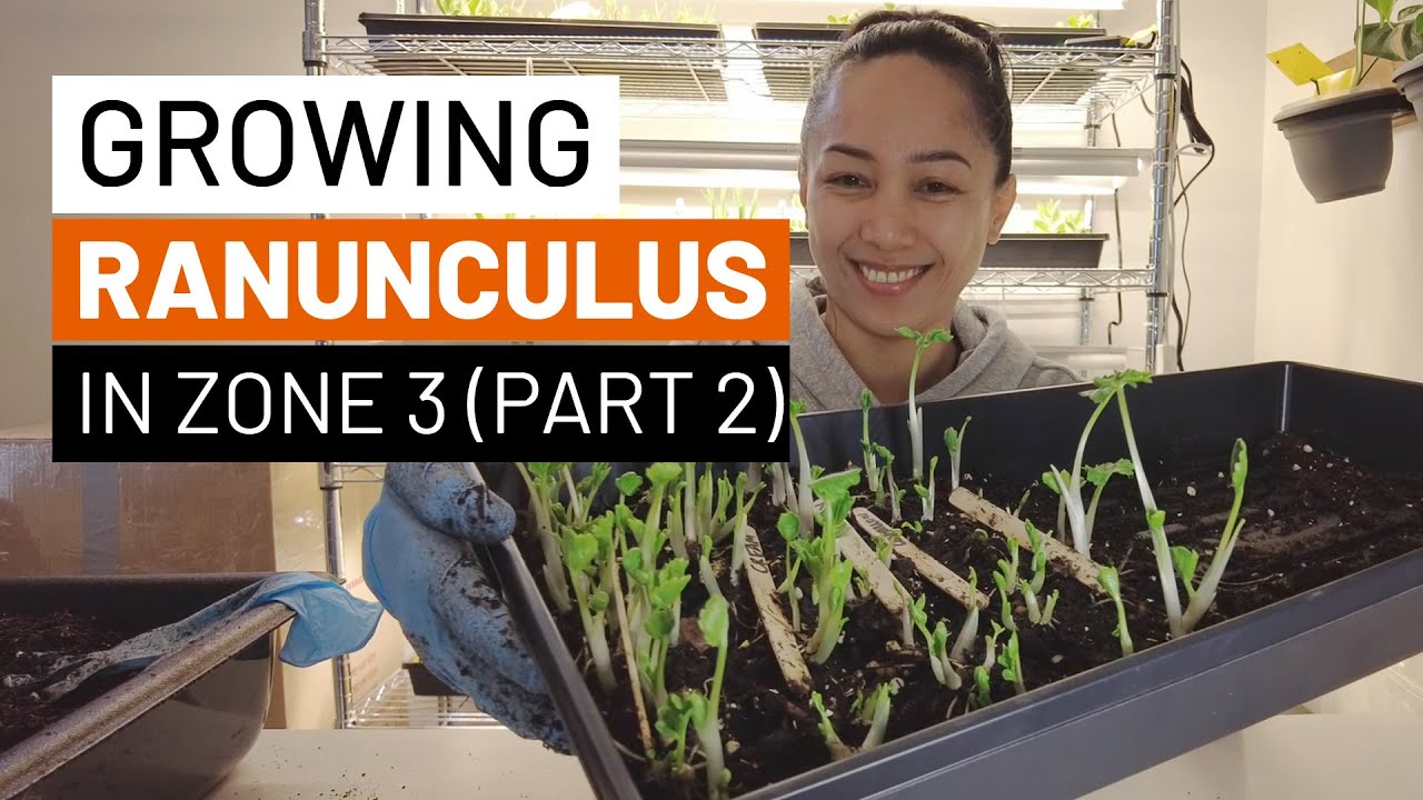 Growing Ranunculus in Zone 3 (Part 2)