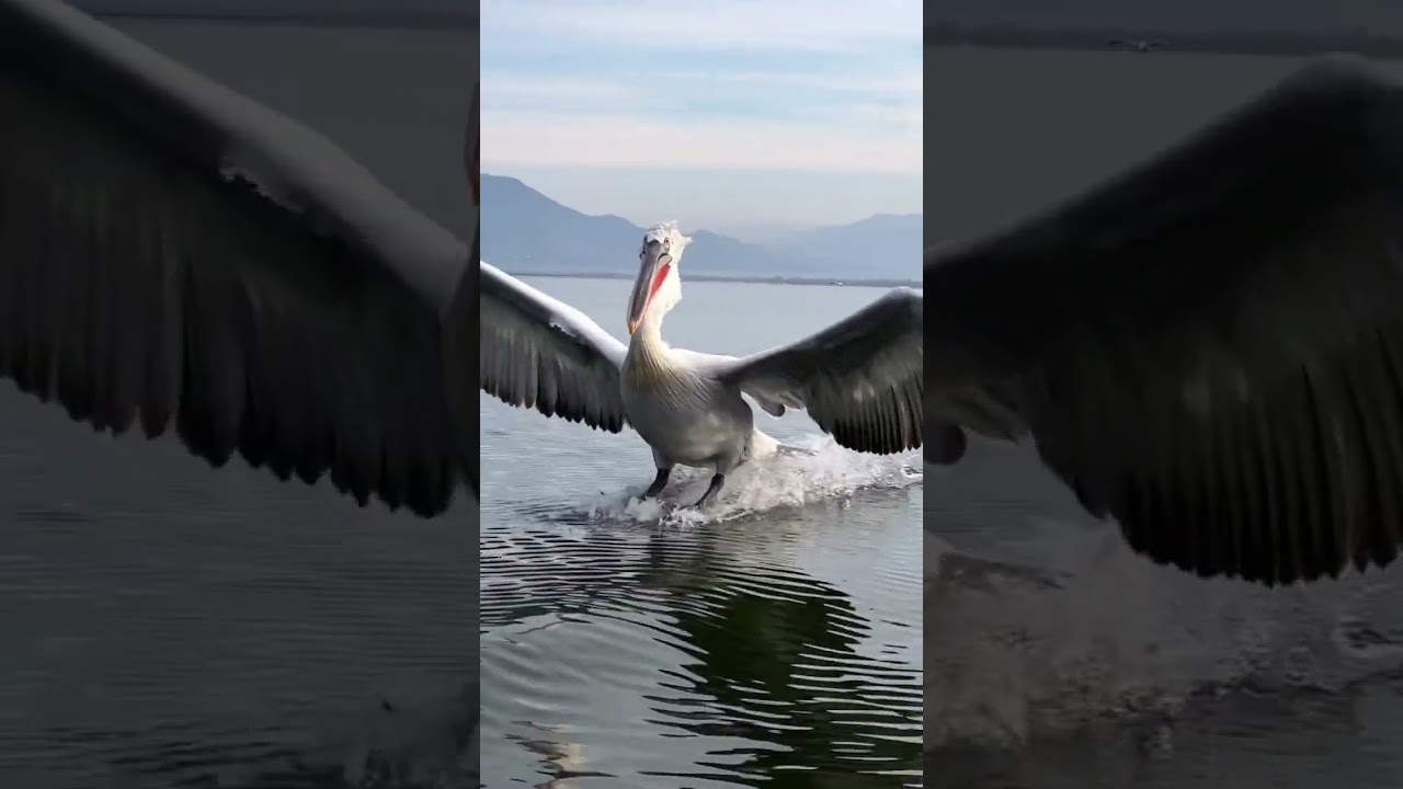 N&atilde;o &eacute; um avi&atilde;o, mas o pouso &eacute; perfeito !! Pelicano , que pouso majestoso ! #pelicano #animais
