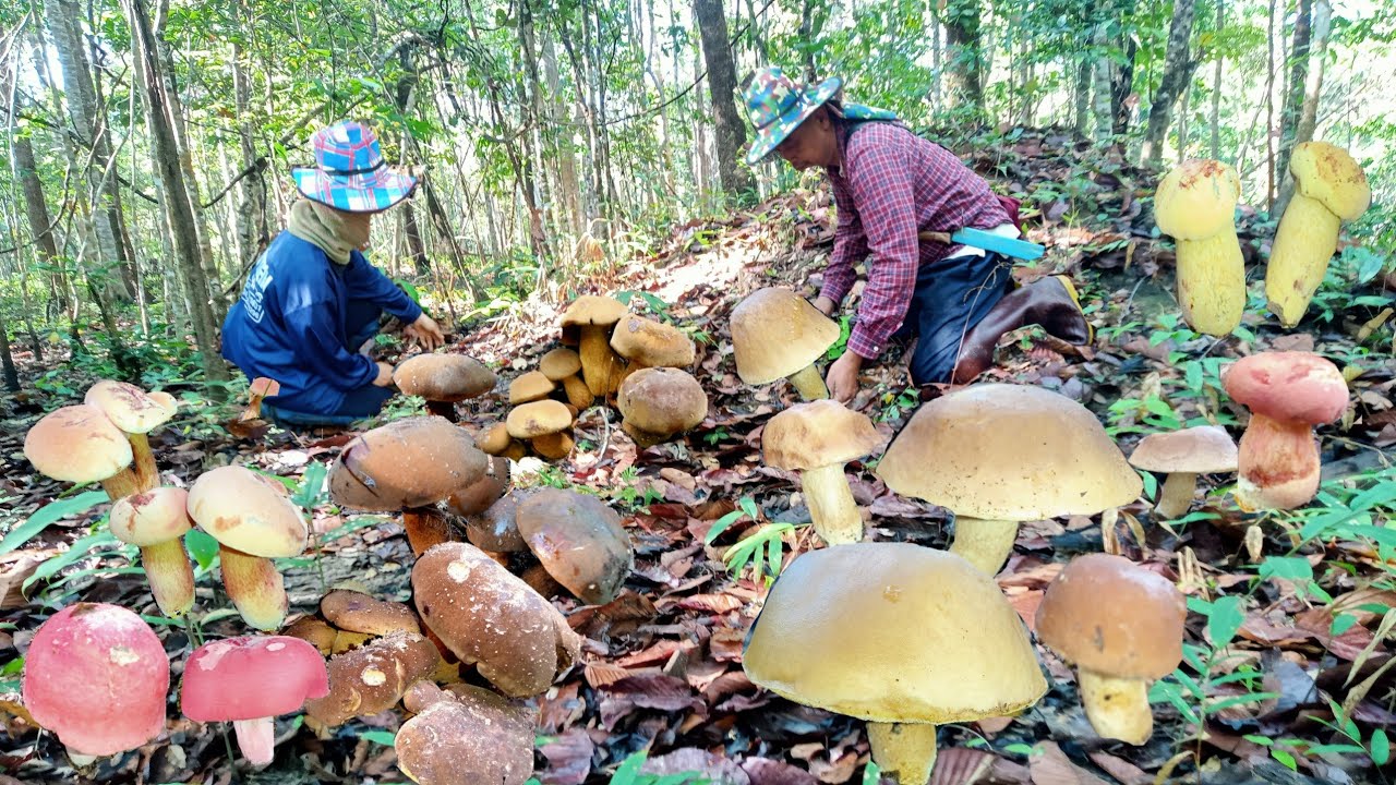 เต็มต่า!เห็ดผึ้งอีตั้นเป็นฝูง ผึ้งข้าวจ้าวใหญ่ เห็ดผึ้งคราม แดงก่อครับวันนี้ 14 มี.ค.69