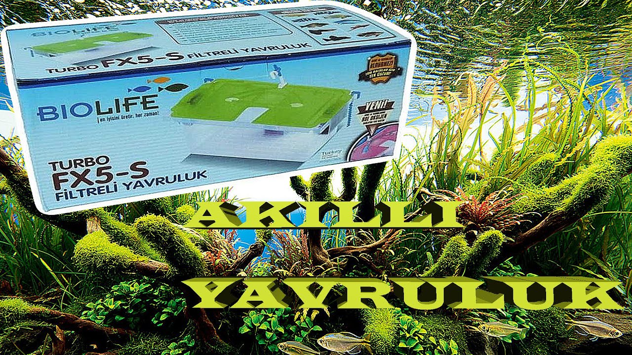 BİOLİFE AKILLI YAVRULUK BİOLİFE FX-5 TURBO KARGO A&Ccedil;ILIMI-Akvaryum balıkları