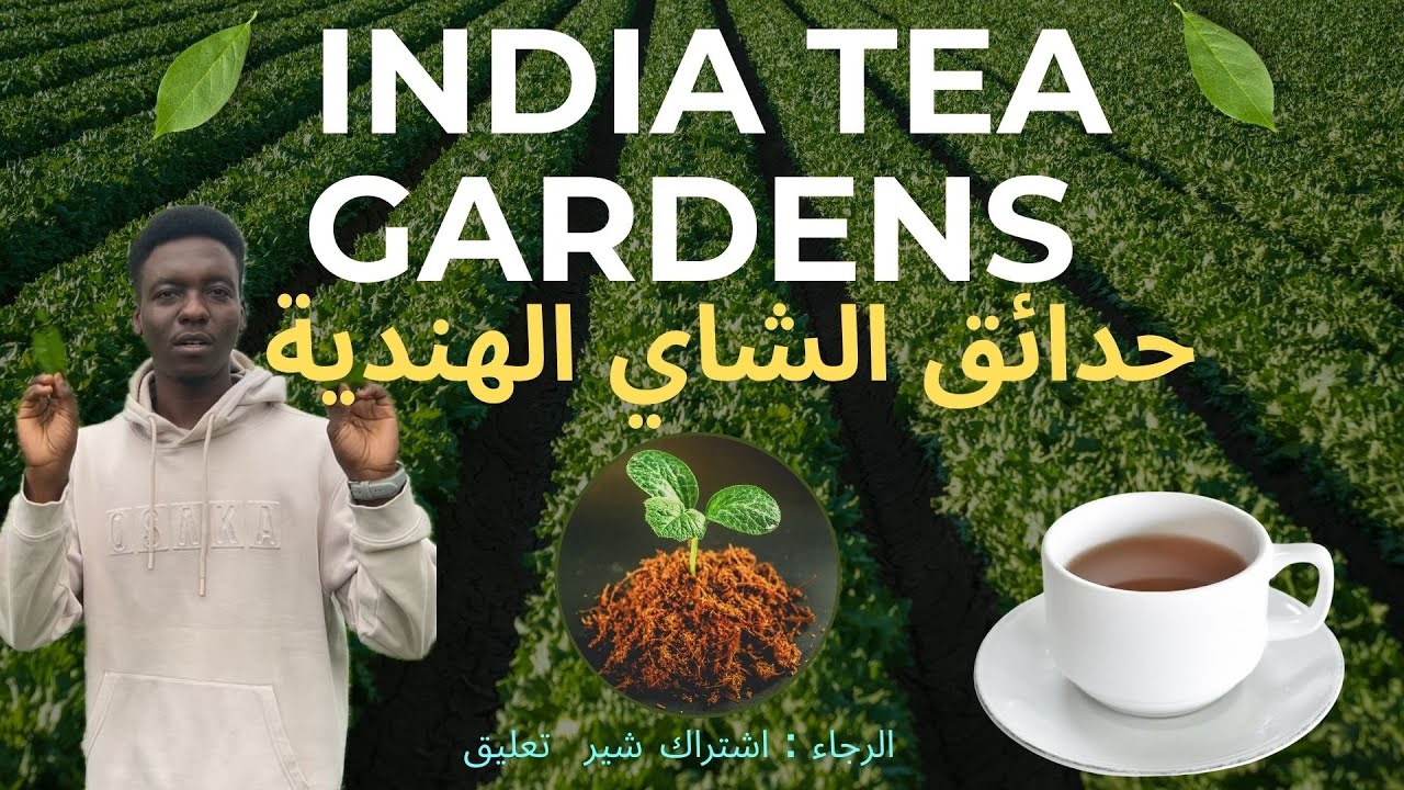 ‏From Tea Leaves To Your Cup | من اوراق الشاي الي فنجانك