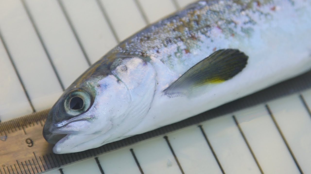 Jonge zalm gevangen in de Waal