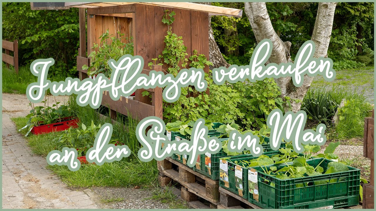 🥒🍅 Jungpflanzen verkaufen an der Straße 🍉 Mai 2021 | Kompost&Liebe