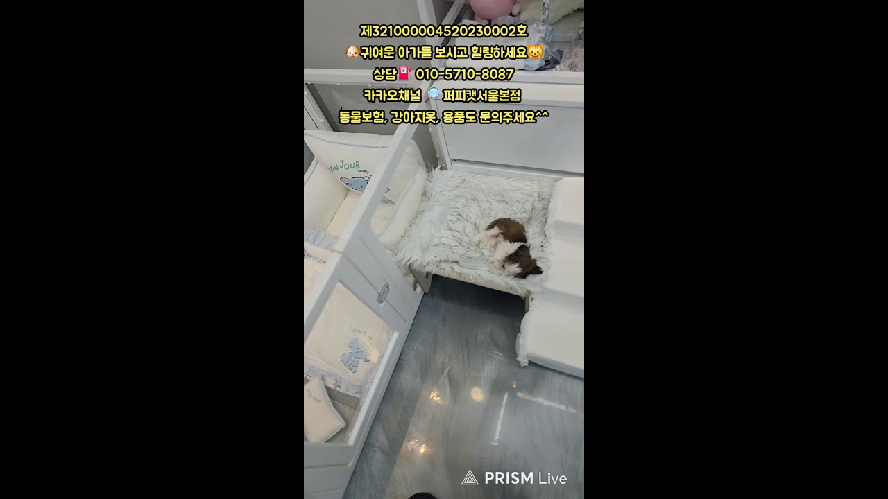 🐶퍼피캣서울본점😺 #퍼피캣  #강아지분양 #고양이 #고양이분양 #애견분양 #댕댕이 #라이브 #live