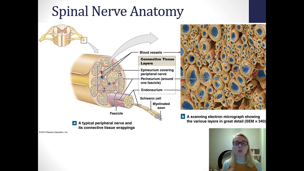 CH 13: Spinal Nerves and Distribution