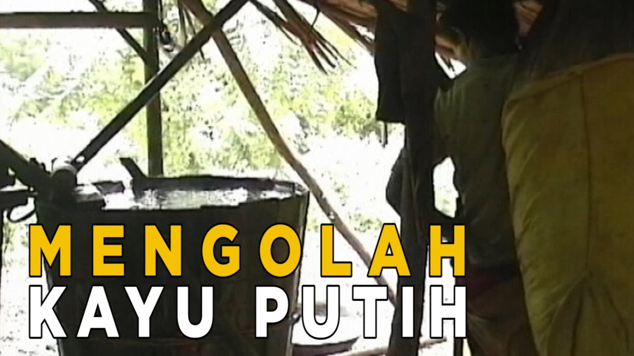 Mengintip pengolahan minyak kayu putih dengan cara tradisional | JELAJAH