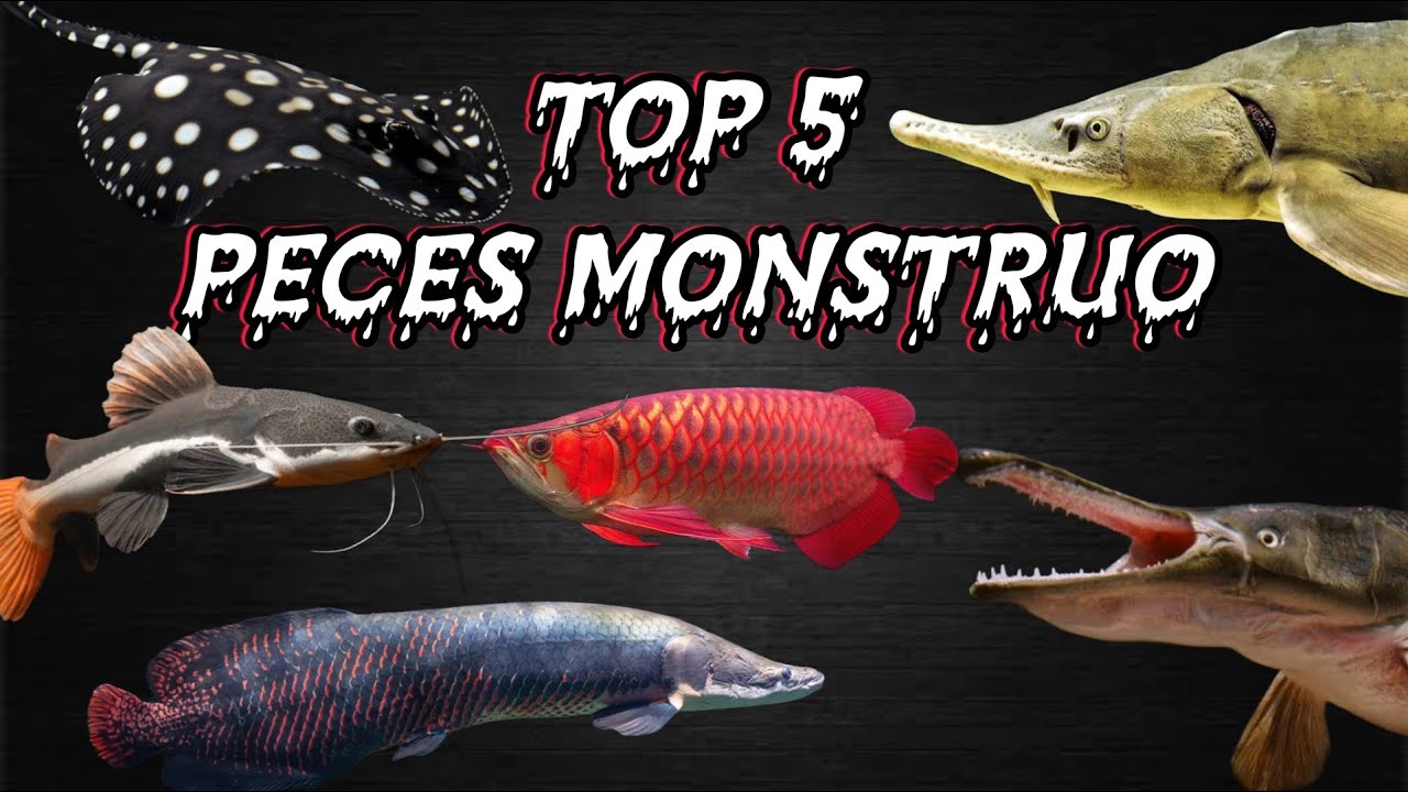 TOP 5 PECES para MONSTER TANK!!! PECES INCREÍBLES