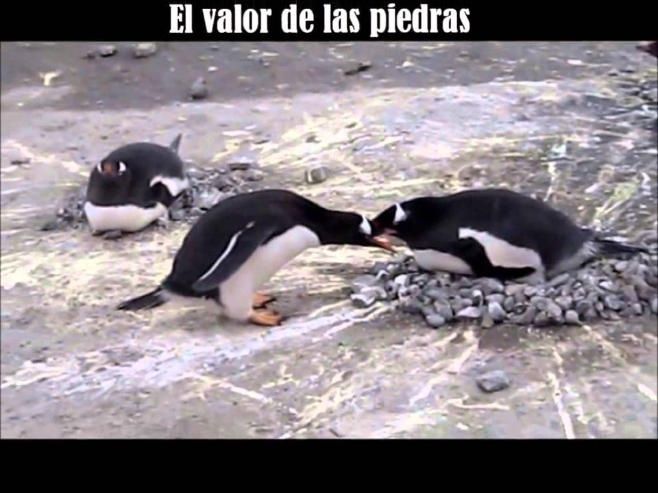 EL VALOR DE UNA PIEDRA, el objeto mas preciado para un Pinguino