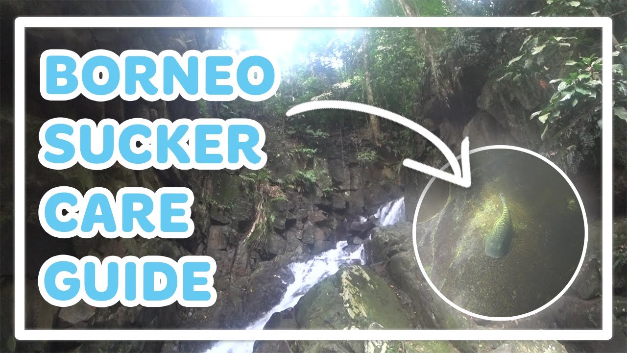 BORNEO SUCKER / HILLSTREAM LOACH CARE GUIDE | WILD BORNEO SUCKERS