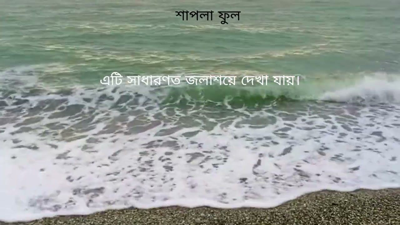Bangladesh Goes Digital | The Government Services Revolution