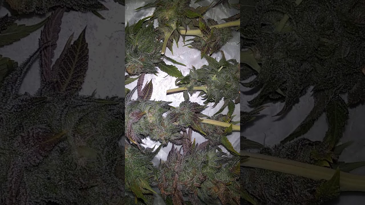 Cannarado Genetics Peanut Sundae Post Harvest Video.