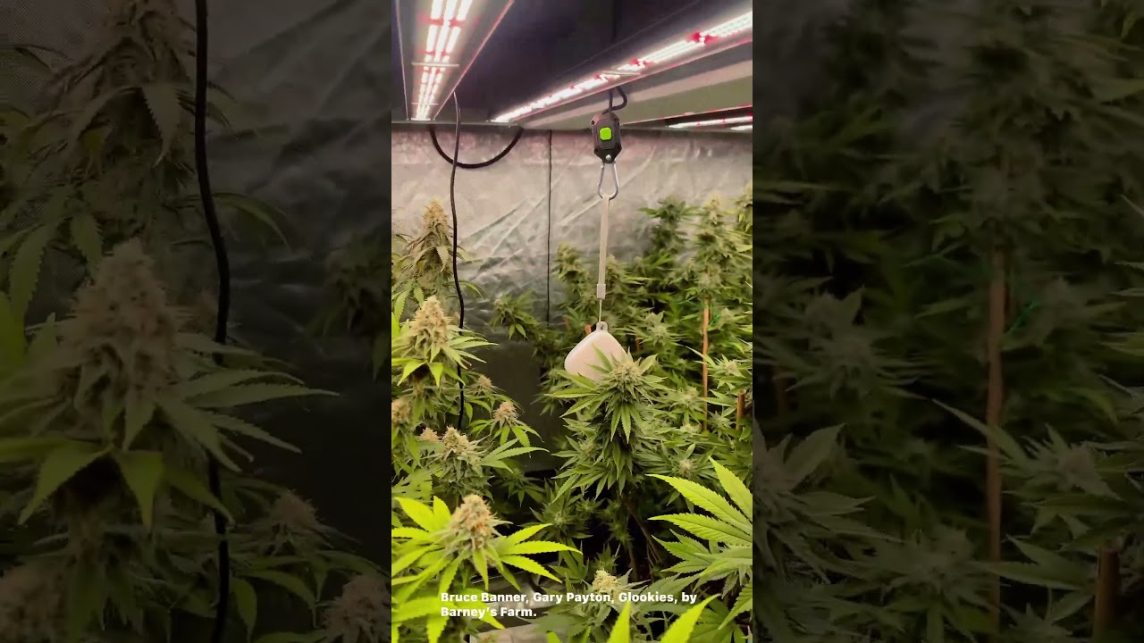 Bruce Banner, Gary Payton, Glookies, by Barney&rsquo;s Farm