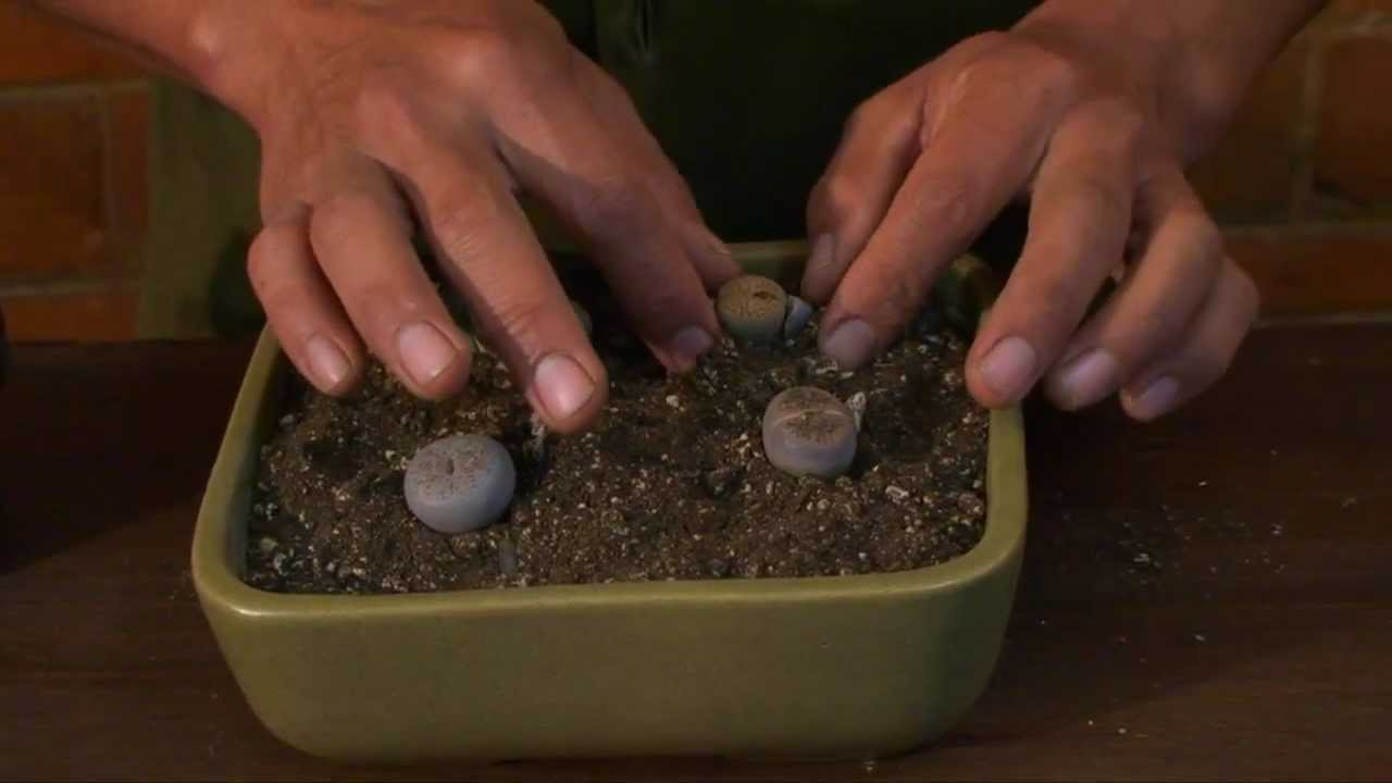 Terrario con piedras viventes II