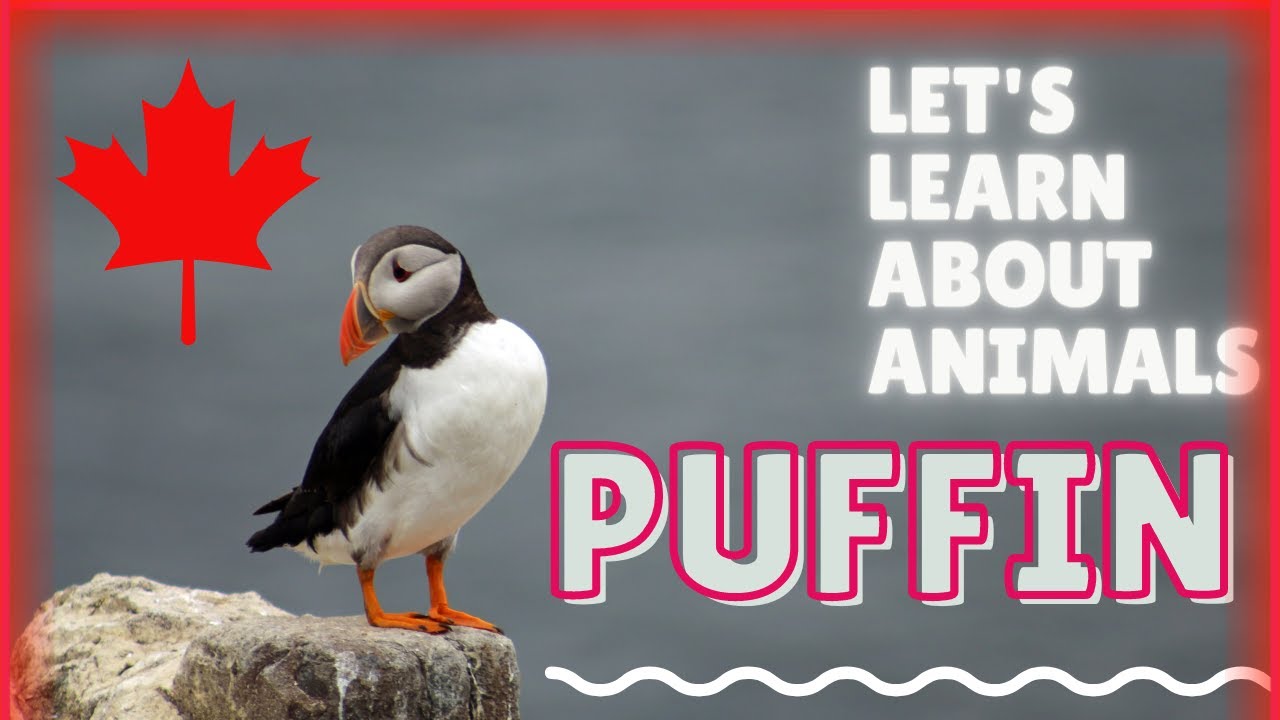 Atlantic Puffin &ndash; English Listening + Fun Facts