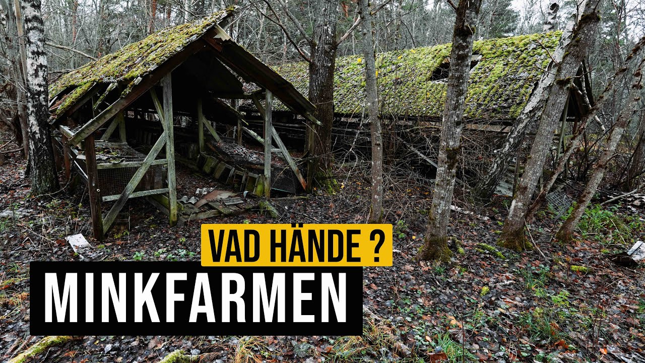 Minkfarmen - Vad hände?