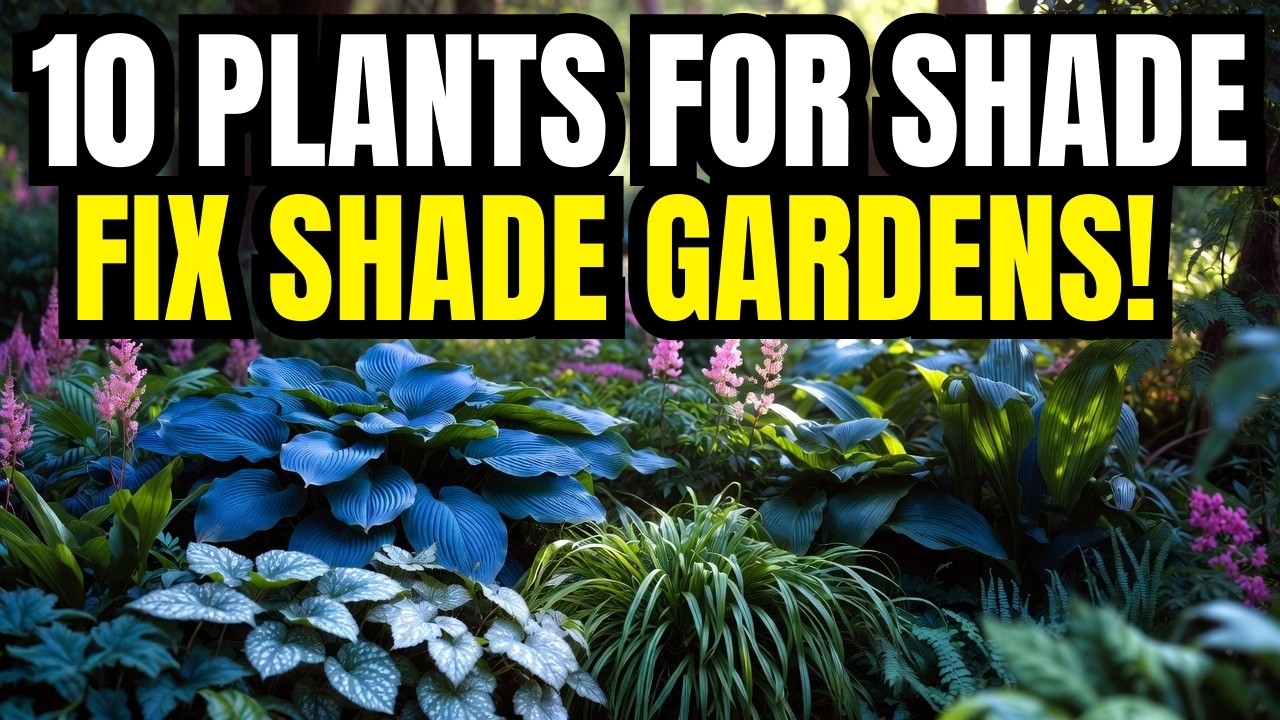 🌿 Top 10 Perennials for Shade | Best Plants for a Beautiful Shade Garden