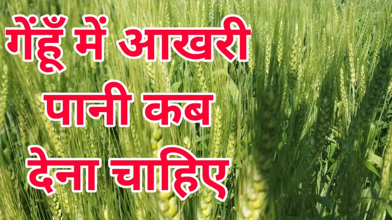 गेंहूँ में आखरी पानी देने का सही समय। genhun me akhari pani kab dewe
