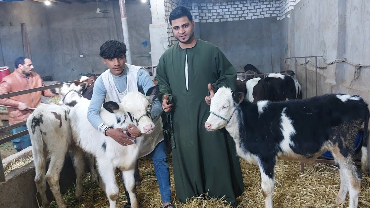 المعلم احمد أبو الحاج يقدم عرض من تحت الركب عجول وعجلات بأرخص سعر في مصر