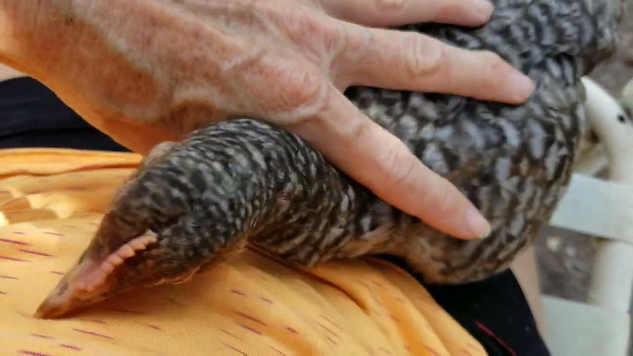 Chicken named 