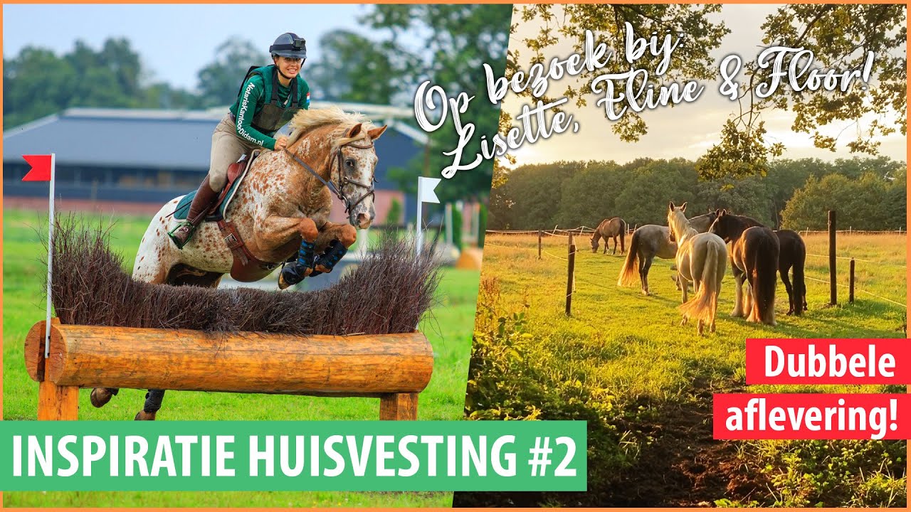 Sportpaarden die 24/7 buiten staan! + Huur je een weiland? TIP | felinehoi INSPIRATIE HUISVESTING #2