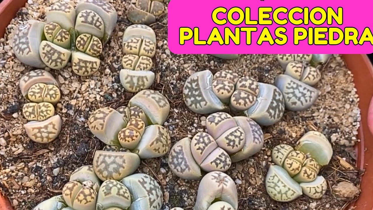 Catálogo venta suculentas / colección lithops