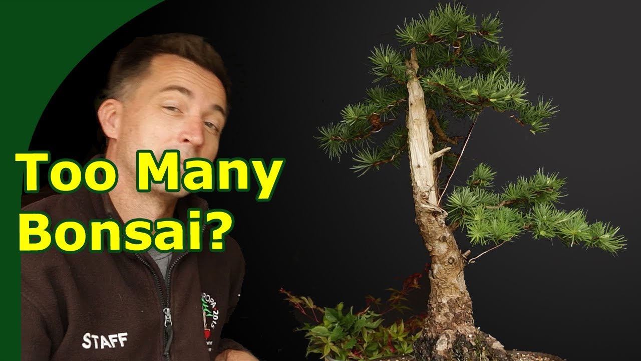 У вас слишком много бонсай?