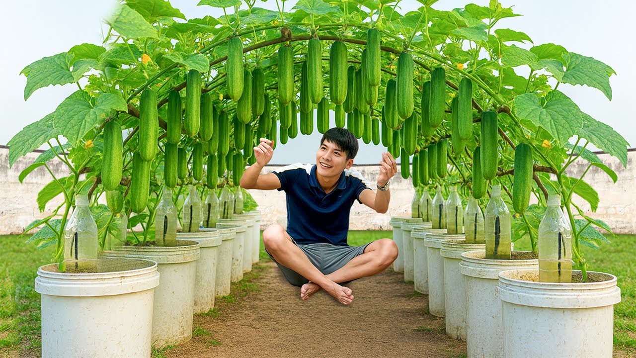 Secrets to growing cucumbers in plastic pots for a big harvest - Great fruit