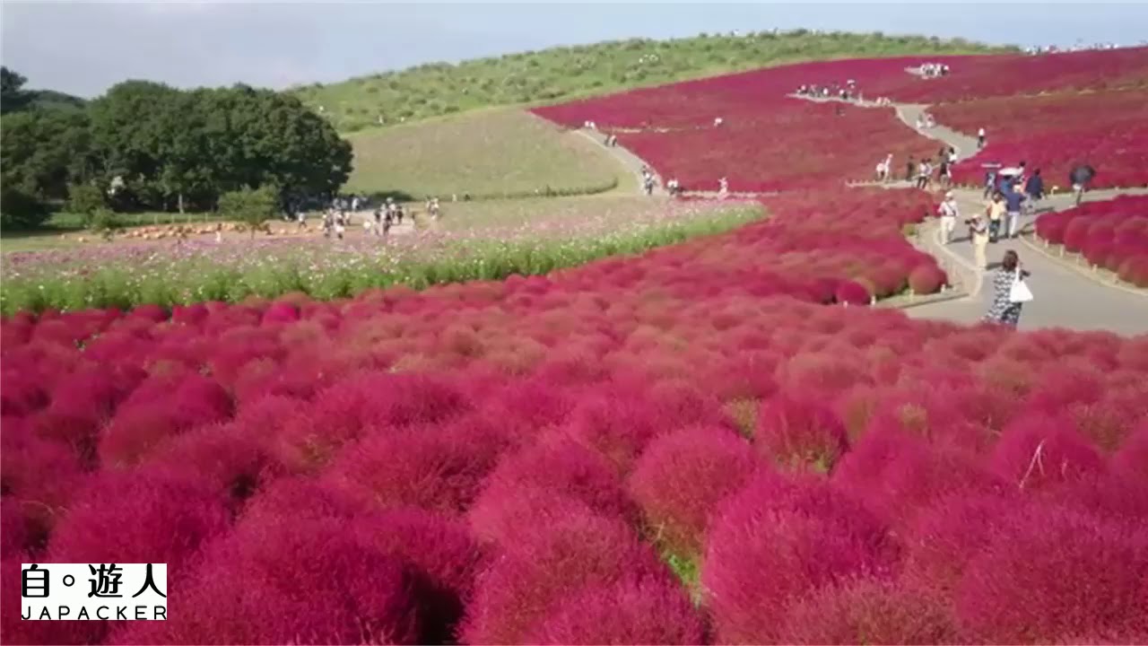 日立海濱公園 (秋季篇) Hitachi掃帚草コキア