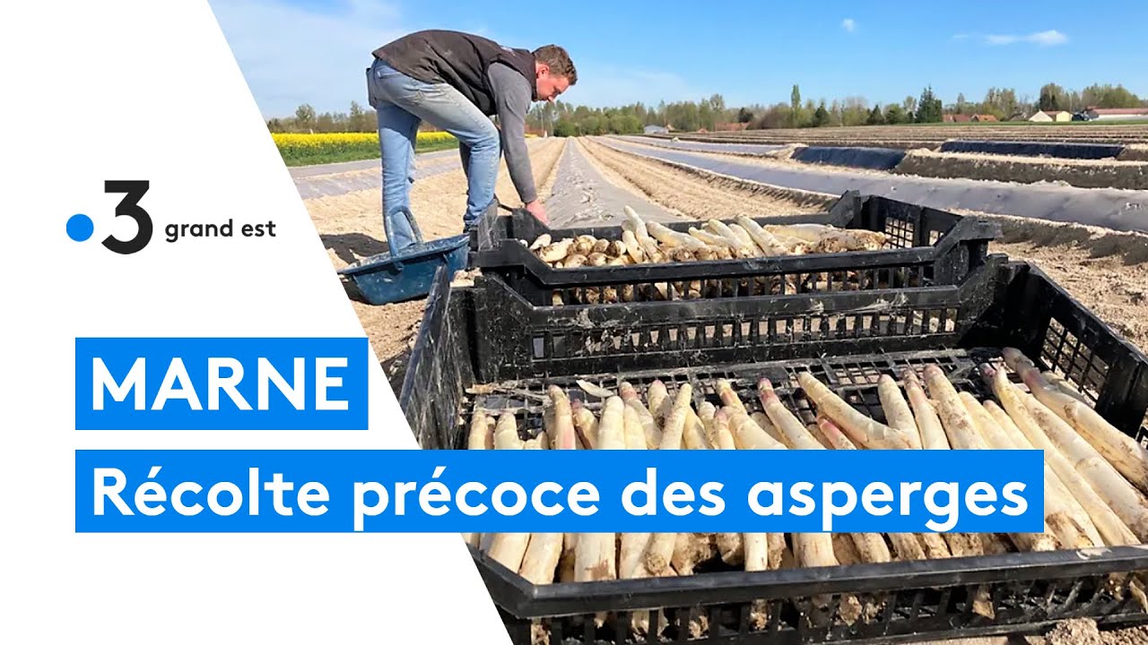 Marne : la récolte des asperges blanches commence avec presque un mois d'avance