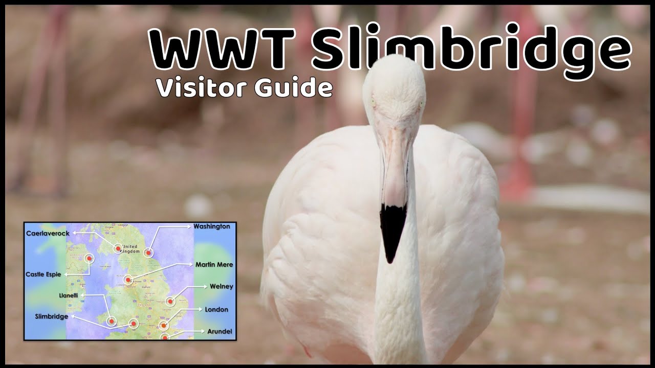 Is this the worlds largest collection of captive wildfowl ? -  WWT Slimbridge