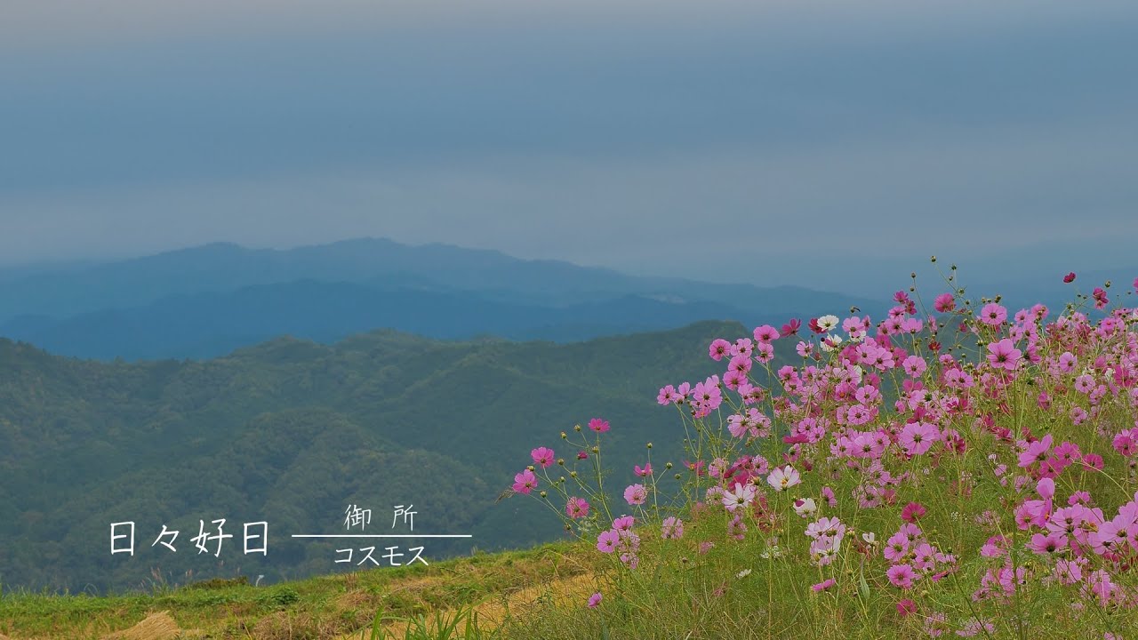 日々好日（御所ｰコスモス）