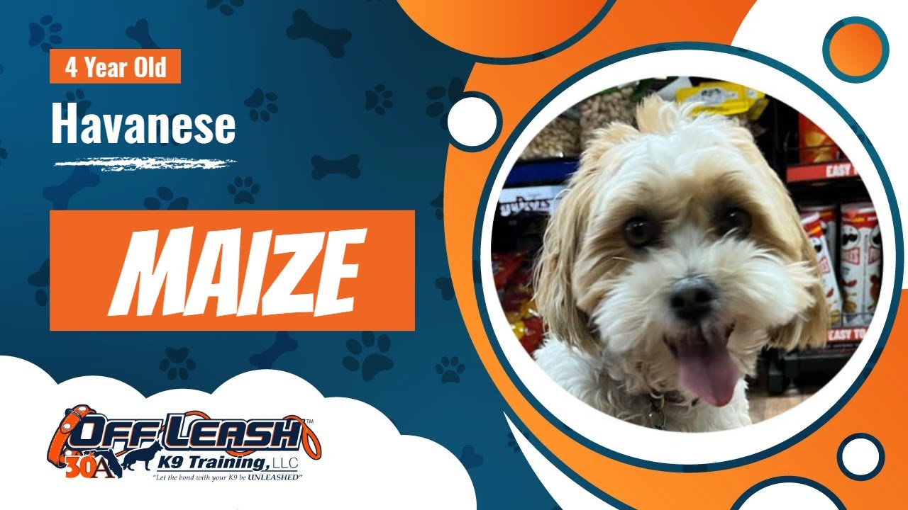 Best Havanese Dog Training | Morro Bay, CA | Maize