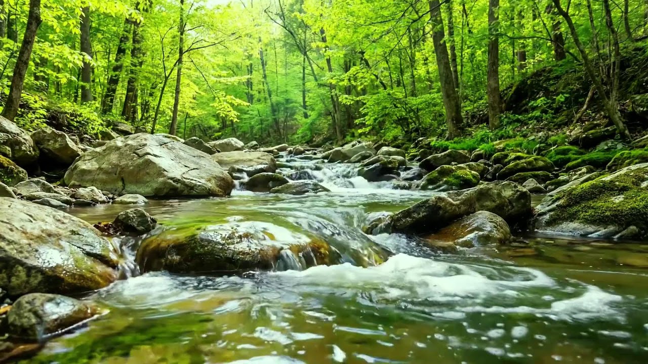 Beautiful Stream Flowing Through Forest, Birds Singing Softly, Calming Nature Sounds for Sleep