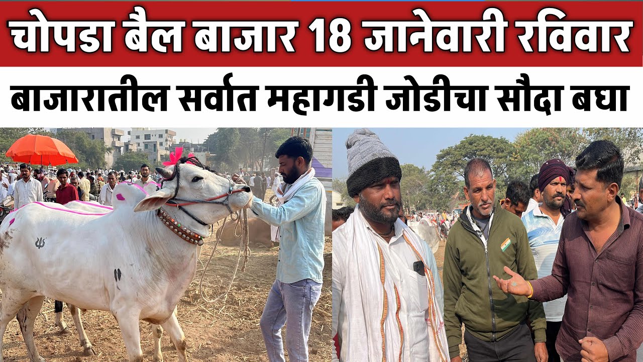 जितेंद्र आणि धर्मराज धनगरचा दावणीवर जबरदस्त सौदेबाजी | टॉप कॅलिटी बैल विकले #बैलबाजार 