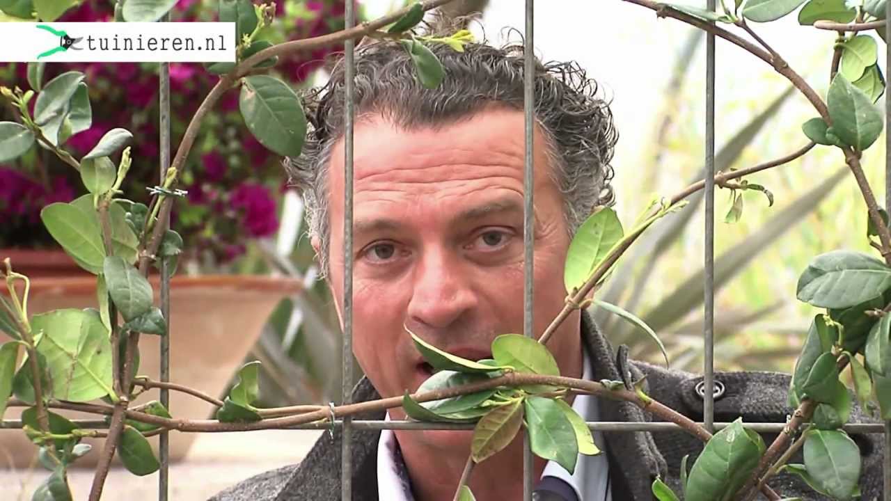 Klimplanten vastmaken en begeleiden - Tuinieren.nl