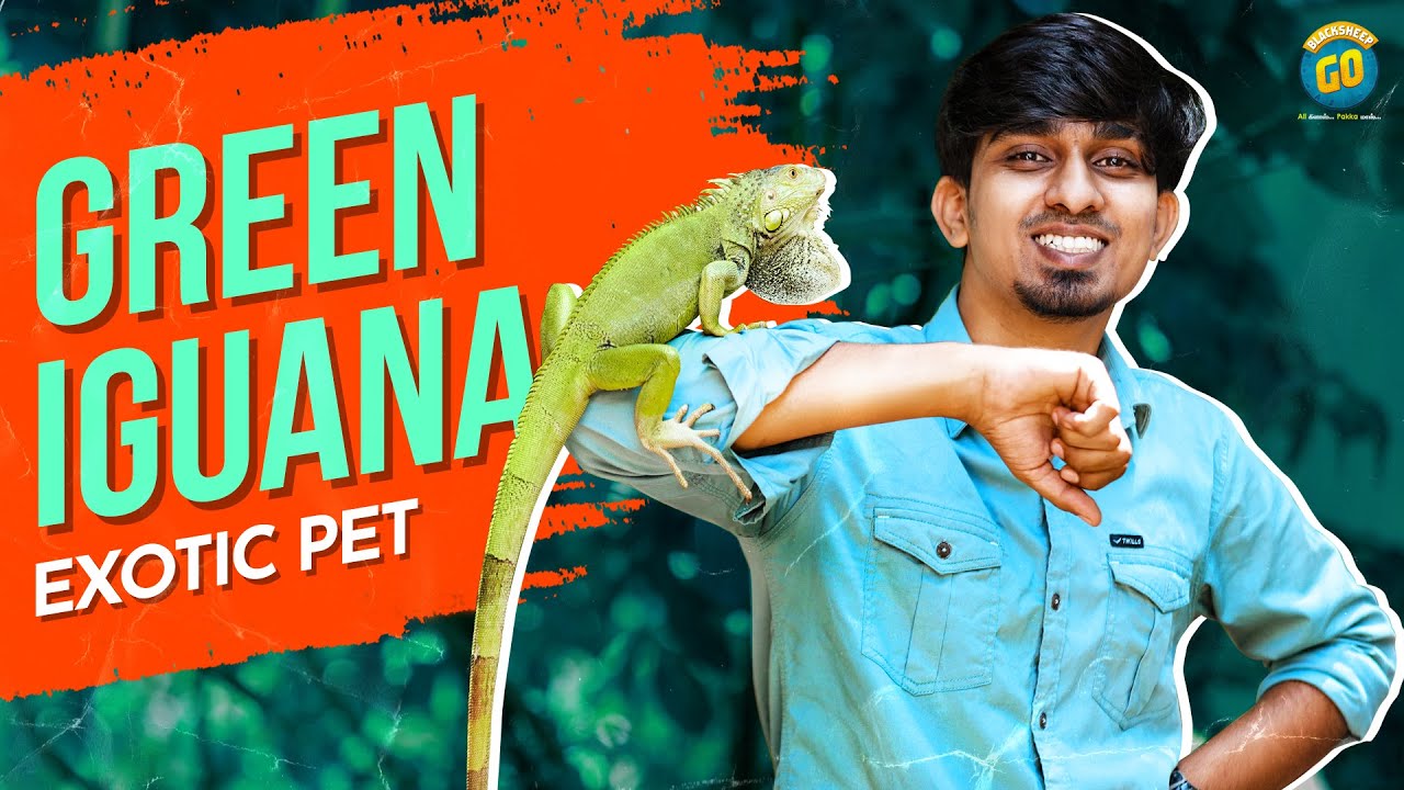 Green Iguana - Exotic Pet | Pet Talks | Blacksheep Go