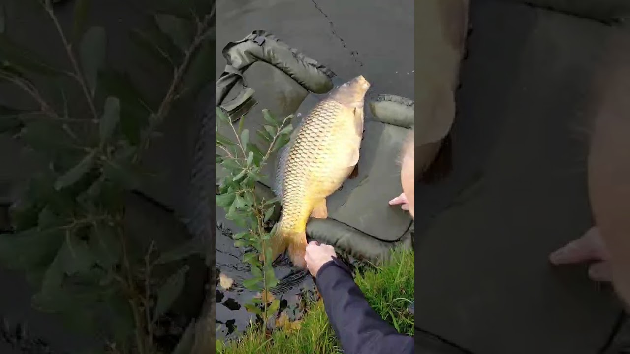 release mooie schubkarper
