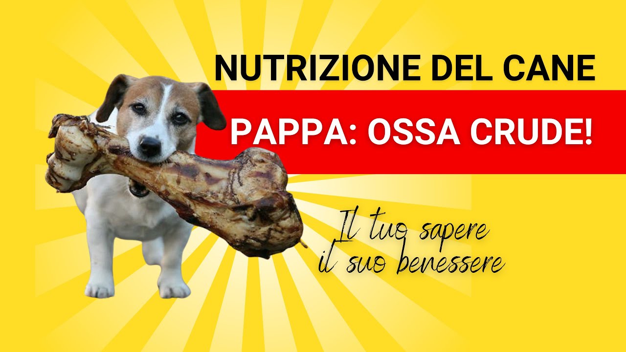Alimentazione del cane - la pappa di Bakù, nutrizione
