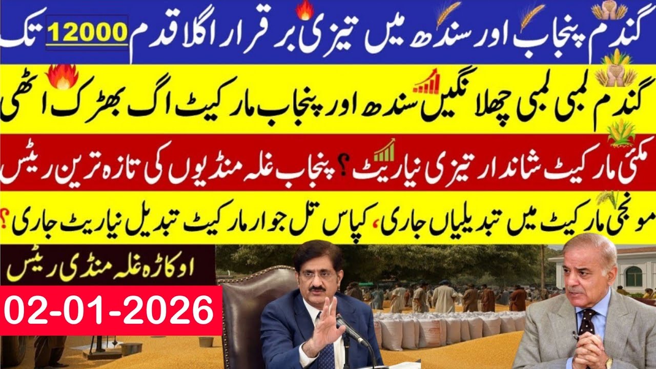 Today Wheat price in punjab//گندم کا ریٹ2026/munji makki till sarso/Galla mandi rate today