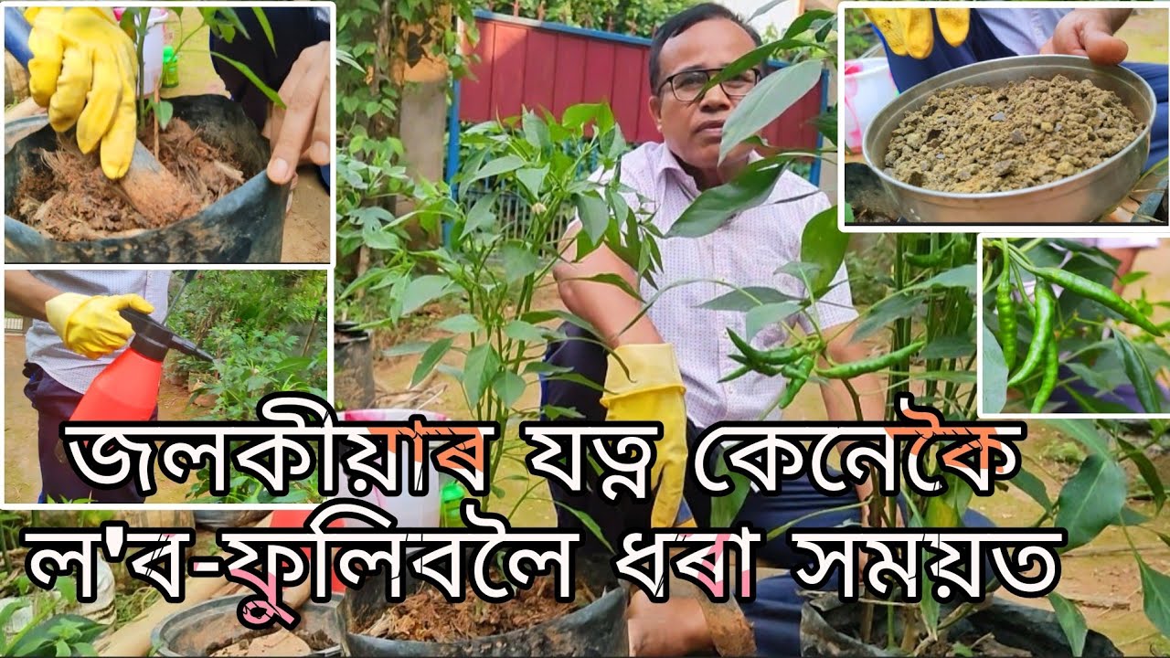 জলকীয়াৰ যতন কেনেকৈ ল'ব - ফুলিবলৈ ধৰা সময়ত (Proper Nurturing of Chilli Plant during Flowering)