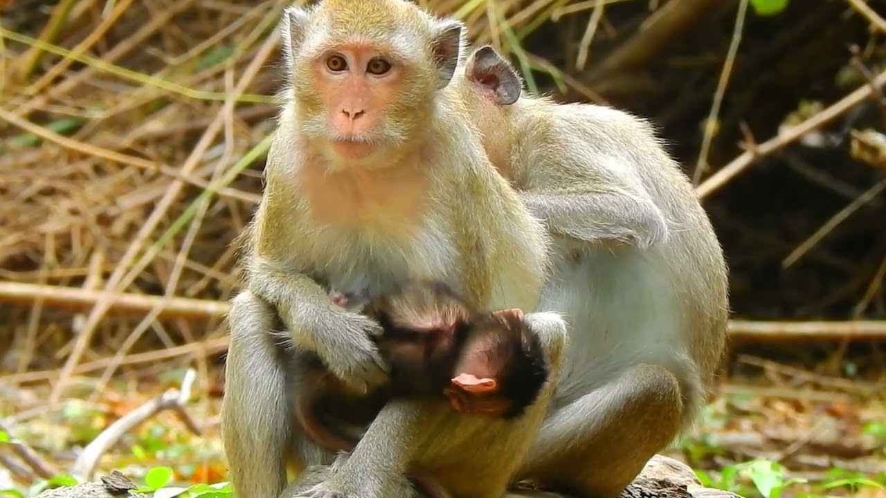 Fantastic Baby Monkey! Mom Tries to Stop Nursing – So Funny! 🍼🐒
