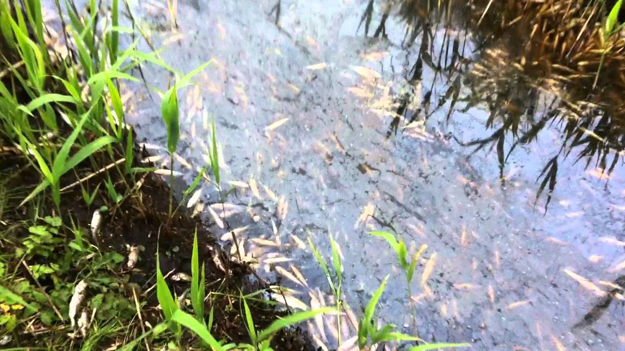 Fisked&oslash;d i Gravlev B&aelig;k