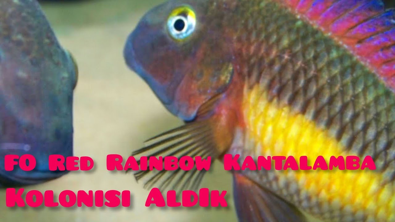 FO Red Rainbow Kantalamba Kutu Açılımı 😂😂😂