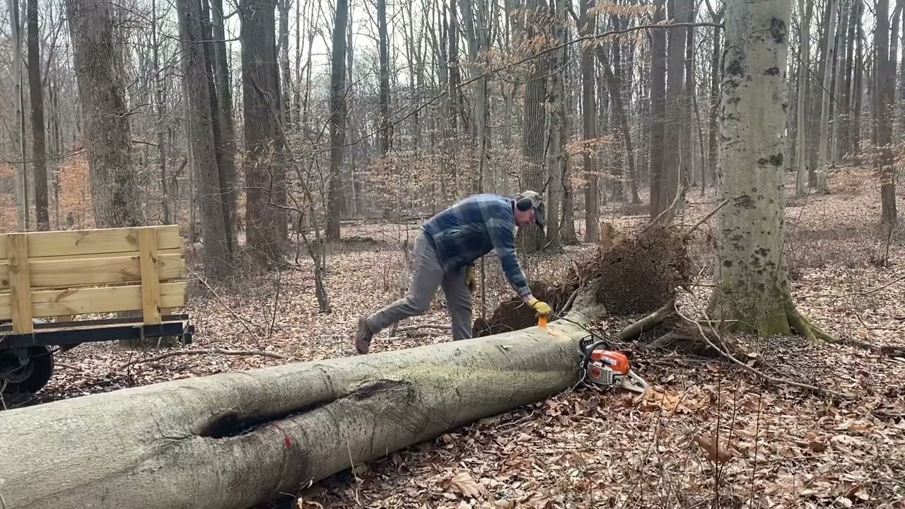 Beech is as good as Oak for Firewood!