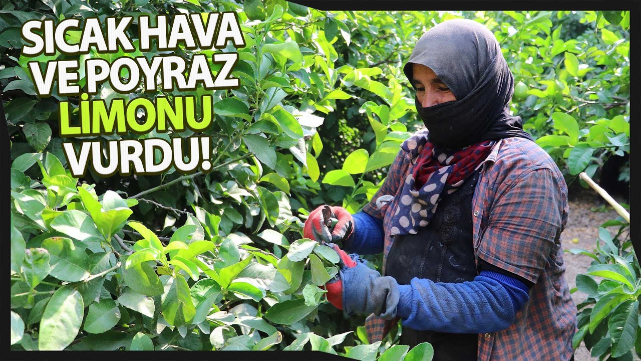 Enterdonat Cinsi Limon Bahçede En Az 4 Liradan Satılıyor